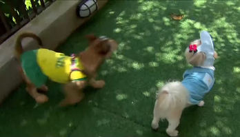 Tutores criam coleção de uniformes para cães torcerem na Copa (Reprodução)